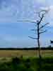 J2_carnac-pont_augan_arbre.jpg