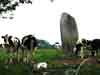 J2_carnac-pont_augan_vaches.jpg